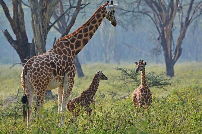 Lake Nakuru National Park - Day Trip (With Park Fees) - Transportation Details