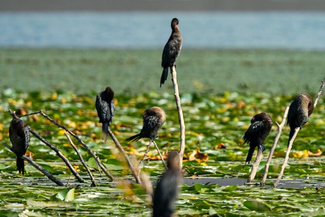 Lake Skadar: Early-morning Birdwatching and Photography Tour - Price and Booking