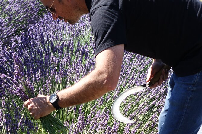 Lavender Harvesting and Distillation Workshop in Bellegarde - Meeting Point Details