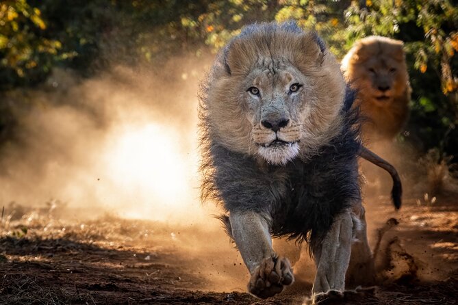 Lion & Wildlife Sanctuary Excursion Victoria Falls - Capacity & Cancellation Policy