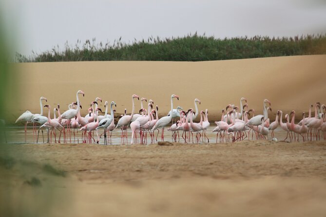 LIVING DESERT TOUR (Little 5 Tour) - Pricing Details