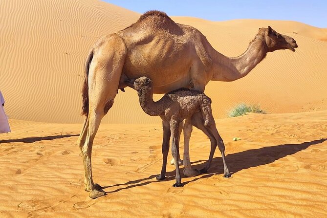Luxury Overnight Desert Safari in Salalah - The Sum Up