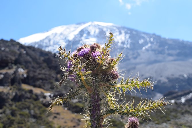 Machame Route 7 Days 6 Nights /Kilimanjaro Climb - Frequently Asked Questions