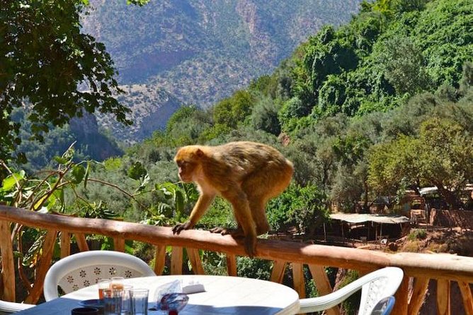 Marrakech Ouzoud Waterfall Private Excursions - Transportation Details