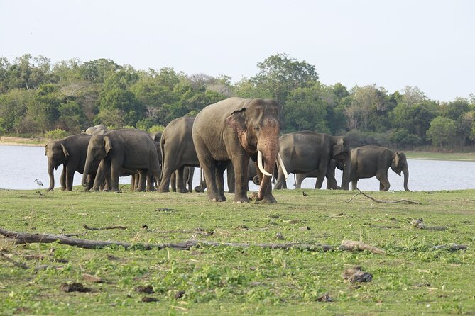 Minneriya National Park Halfday Safari - Availability and Reservation Process