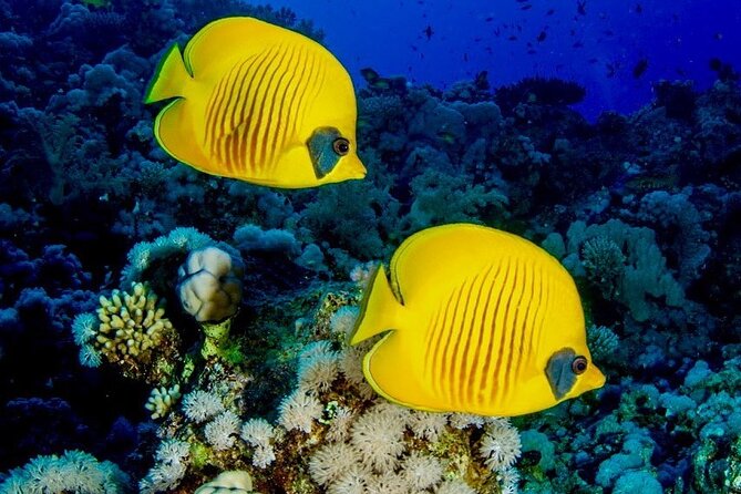Mnemba Island Tour; The Island Pongwe; Kuza Cave; Paje Beach;The Rock Restaurant - Tour Highlights