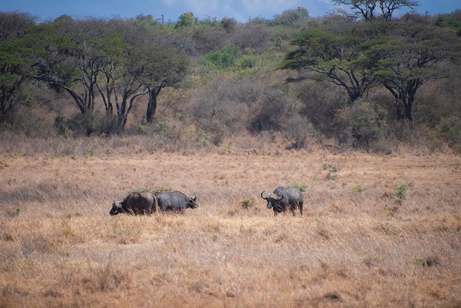 Morning Safari Nairobi Park/elephant Orphanage/giraffe Centre - Wildlife Encounters