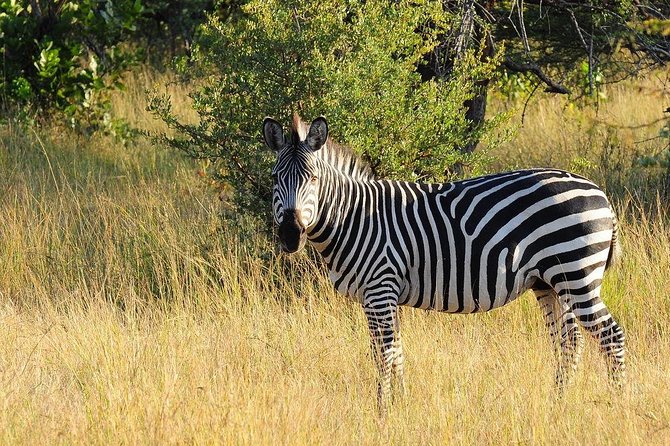 Mosi Oa Tunya Game Drive & Rhino Walk - Operator Information