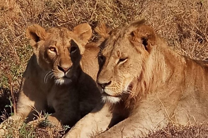 Nairobi City Excursions and Highligts Guided Tour With Free Pick and Droop off