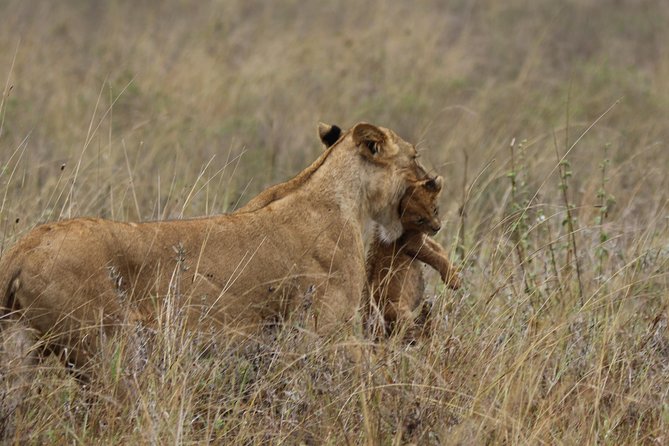 Nairobi National Park Guided Tour - Tour Price