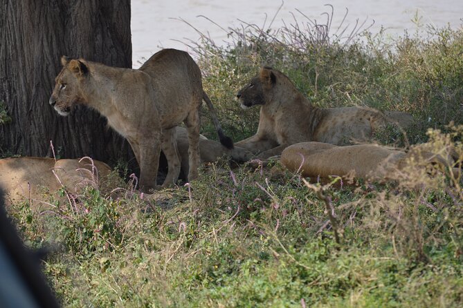 Nairobi National Park Half Day Tour - Inclusions