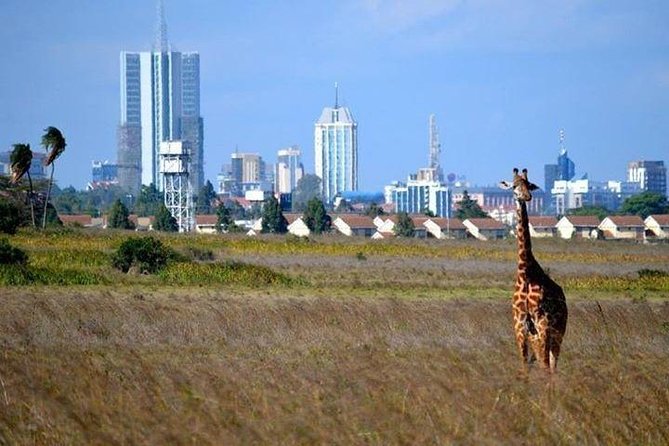 Nairobi National Park,Elephant Orphanage, Giraffe Center and Karen Blixen Museum - Tour Highlights