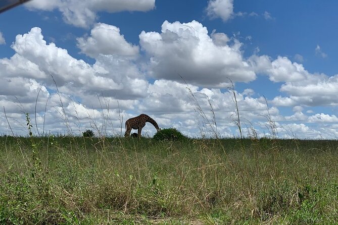 Nairobi National Park,Giraffe Centre, Karen Blixen Museum. - Additional Info