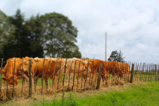 Nairobi to Kiambethu Tea Farm Tour - Summary