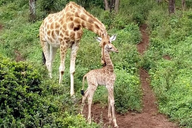 Nairobinational Park, Giraffe Center , Elephant and Blixen Museum - Wildlife Encounters at the Park