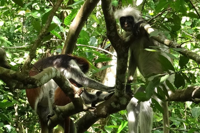 Ngezi Forest Tour - Frequently Asked Questions