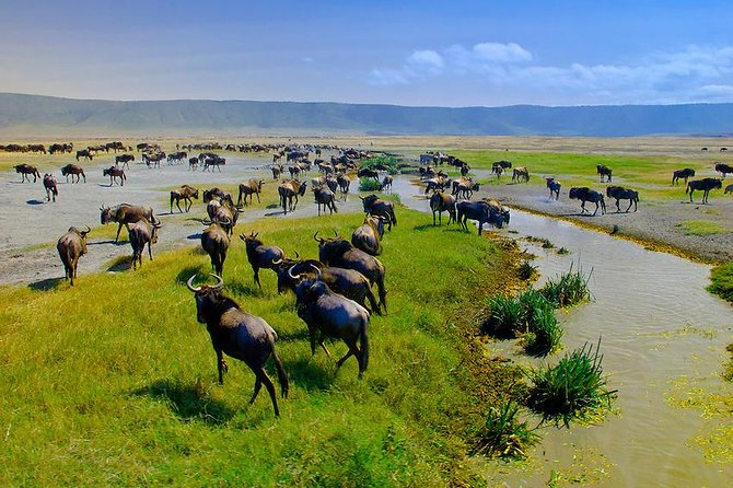 Ngorongoro Crater Day Trip