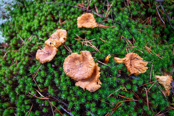 Nuuksio National Park Hiking Experience From Helsinki - The Sum Up