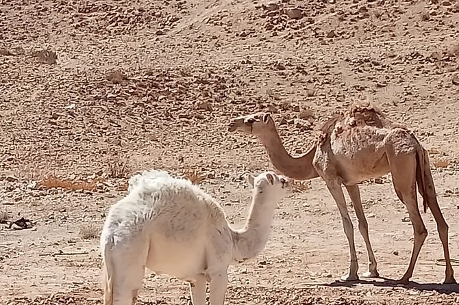 Petra Back-Road Trail and Hike - Reviews and Ratings