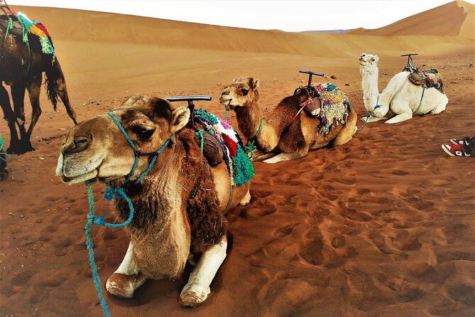 Private 5 Days Tour to Merzouga and the Oasis and Great South From Marrakech - Itinerary Overview