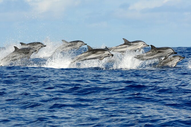 Private Dolphin Tour; Jozani Forest; Paje Beach; Kuza Cave & The Rock Restaurant - Additional Information