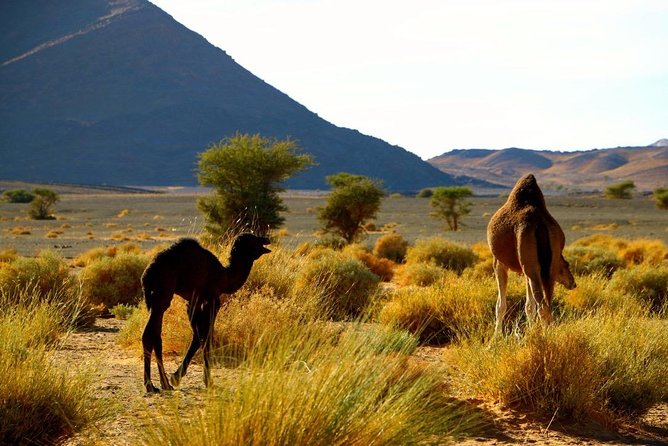 Private Full-Day From Ouarzazate to Draa Valley and Zagora Desert With Lunch