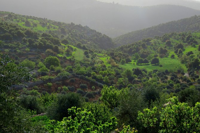 Private Full Day Tour to Umm Qais and Ajloun From Amman - The Sum Up