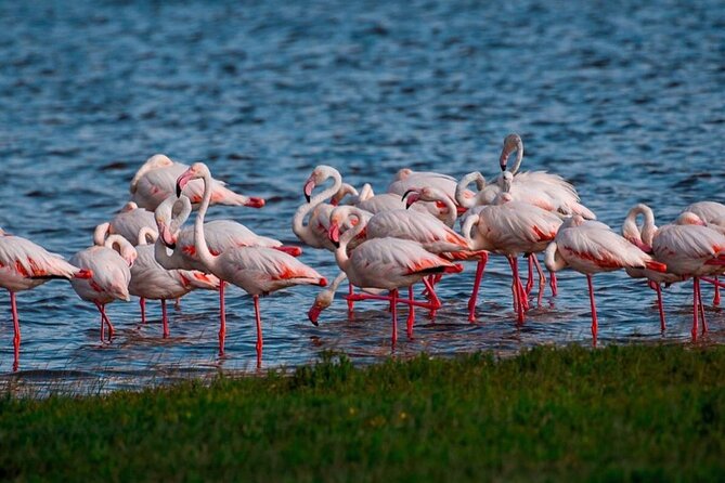 Private Full Day Trip in Lake Manyara National Park - Meeting Point and Confirmation