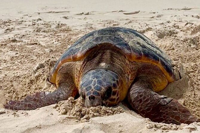 Private Guided Turtle Tour in Boa Vista - Transportation and Guide