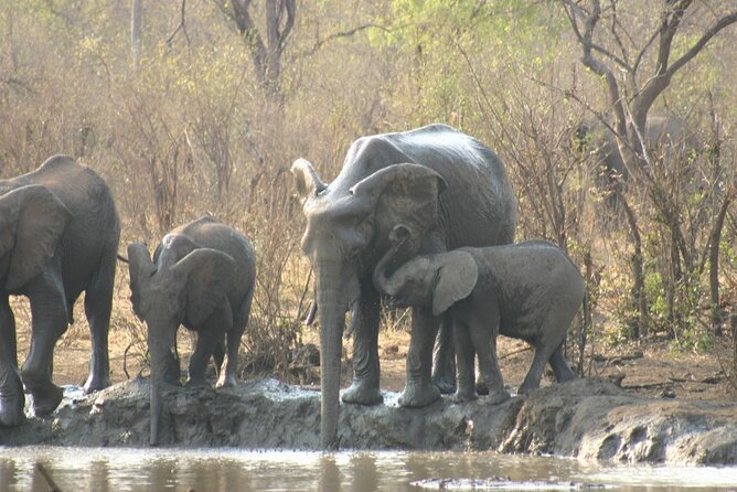 Private Half Day Safari With High Tea Experience in National Park - The Sum Up