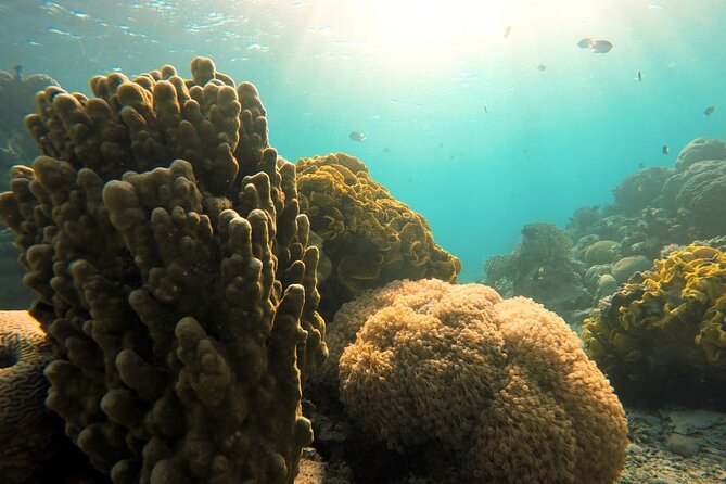 Private Scuba Diving Adventure in the Red Sea of Aqaba - Customer Reviews