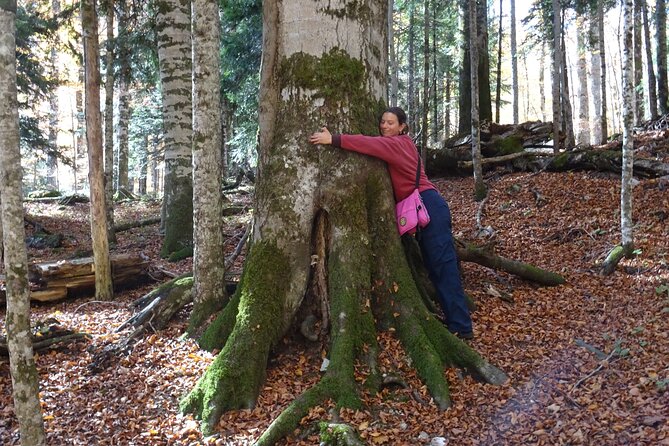 Private Tour- NP Biogradska Gora, Moraca Canyon & Monastery - What To Expect
