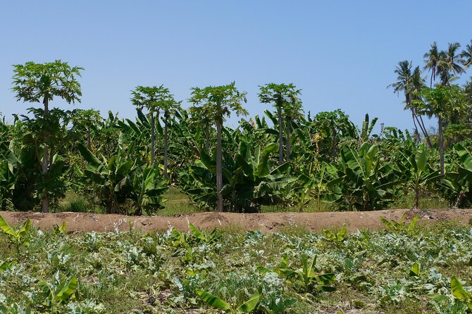 Private Tour - Salalah City Tour + the West Coast (Mughsail Beach, Blowholes) - Frequently Asked Questions