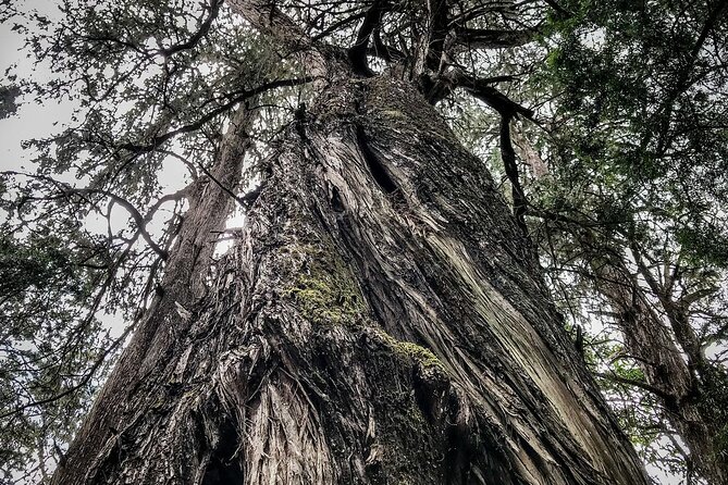 Private Tour to Suba Forest and Highest Peak With Lunch - Reservation Information