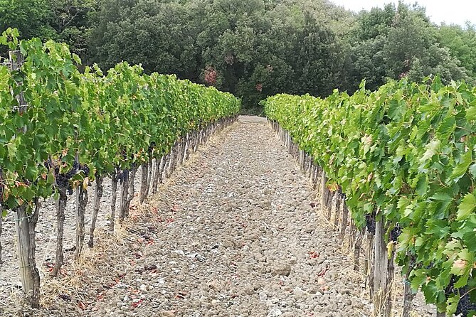 PRIVATE Tour: Visit Siena and Chianti With Lunch & Wine Tasting Experience - English-speaking Driver Escort
