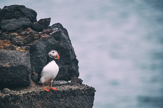 Private Westman Islands by Van and Ferry With PRO Photos - Booking