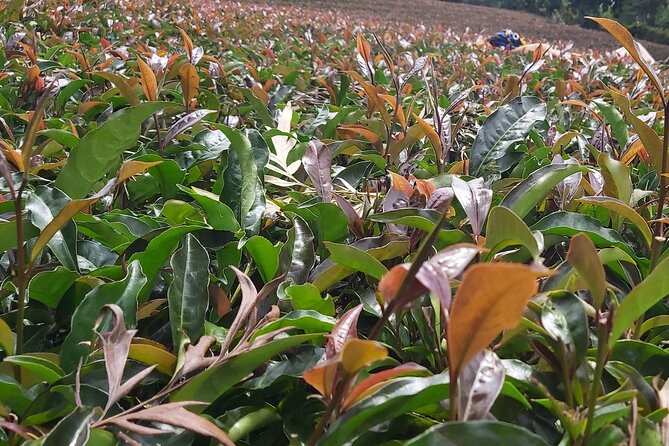 Purple Tea Farm Tour From Nairobi City - Specialty Tea Tasting - Tour Overview