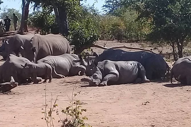 Rhino Walking Safari at Mosi-oa-Tunya National Park