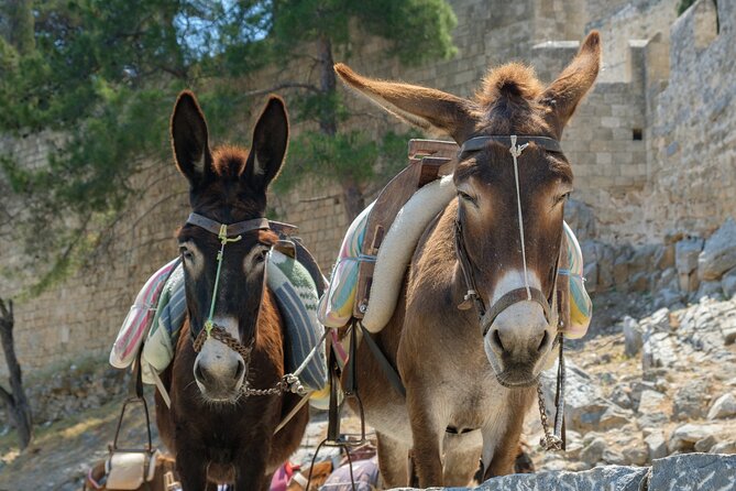 Rhodes Hidden Gems: Self-Drive Offroad Expedition, 11-Meal Lunch - Additional Tour Information