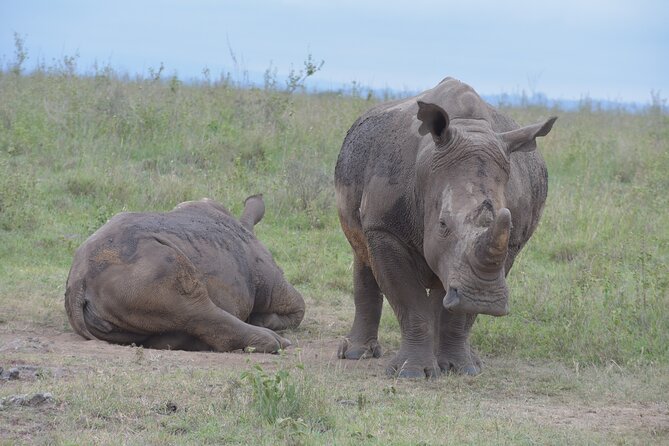 Safari in Nairobi Kenya National Park Half Day Tour - Inclusions and Pricing