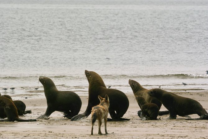 Sandwich Harbour & Pelican Point Full Day Tour - Price and Reviews