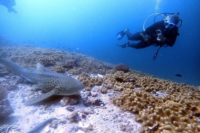 Scuba Diving Trips to Dimaniyat Islands - Frequently Asked Questions