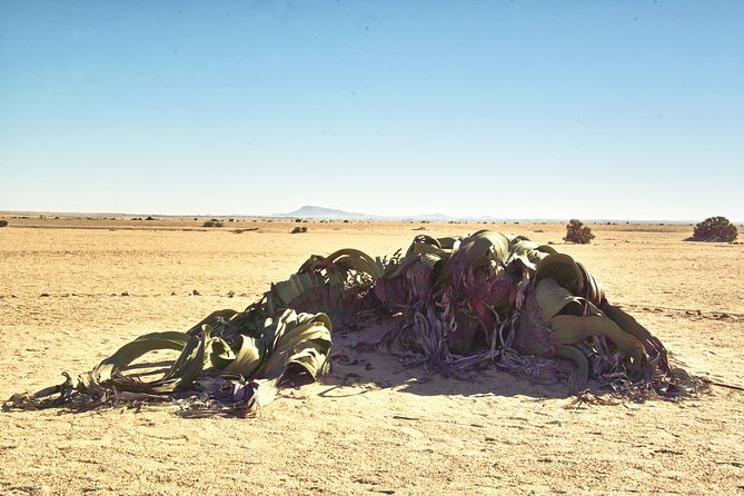 Shore Excursion - Flamingos ,Dune7,Welwitschia, Moonlandscape,Oasis,Swakopmund. - Frequently Asked Questions