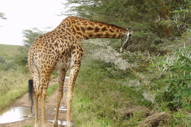 Small Group Budget Tour to Hells Gate National Park and Lake Naivasha Boat Ride - Cancellation and Refund Policy