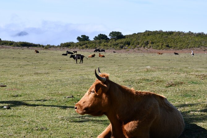 Small Group Guided Sightseeing Tour Visit to Fanal - Transportation Details