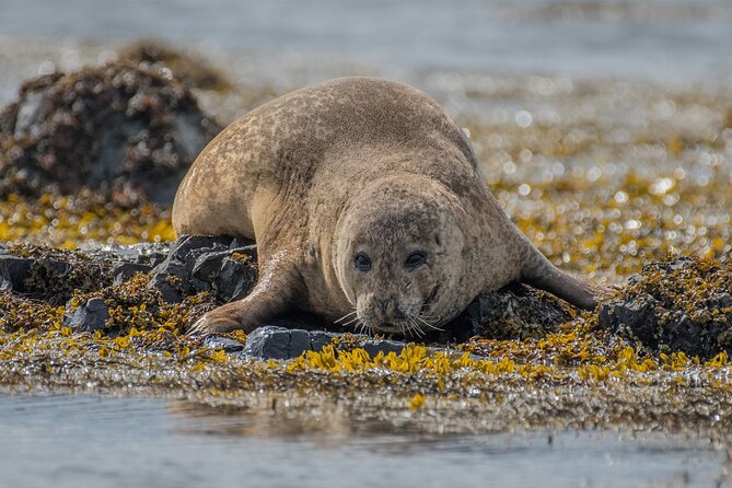 Snæfellsnes Peninsula Premium Small Group Tour With Photos