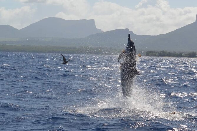 Snorkel With Dolphins, Lunch on Benitiers Island, Speedboat - Meeting Point and Start Time