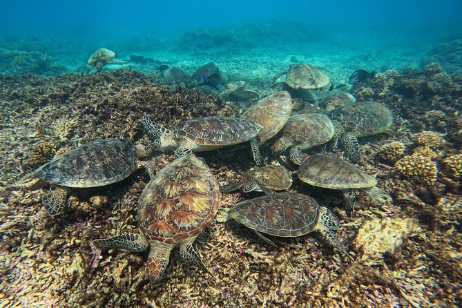 Snorkeling Adventure to Daymaniat Islands - Tour Overview