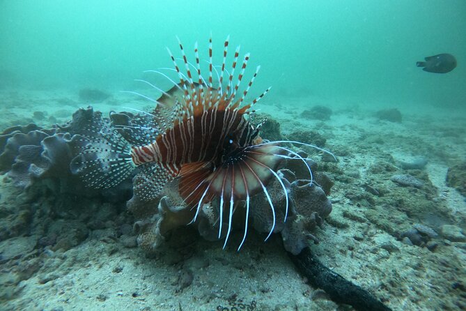 Snorkeling at Dimaniyat Islands and Dolphin Watching - Meeting and Pickup Details