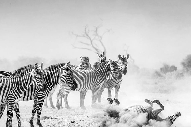 Tanzania Bush to Beach Safari Adventure - Additional Travel Information